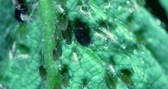 Small aphid bugs on a shiny green leaf.