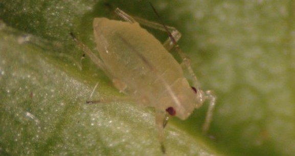 A small, pale yellow, translucent bug