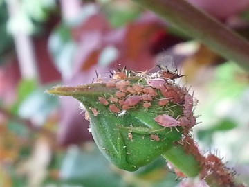 Small pink bugs on a rose bud.