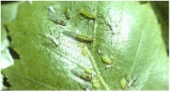 Small green aphid bugs on a shiny green leaf.