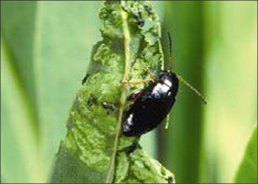 A small black bug on a leaf.