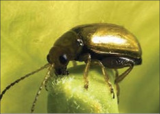 A small metallic green bug.