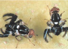 Two black bugs with brown heads.