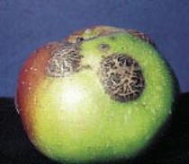 Round, cracked, brown spots on a green and red apple.