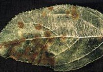 Leaf with brown spots.