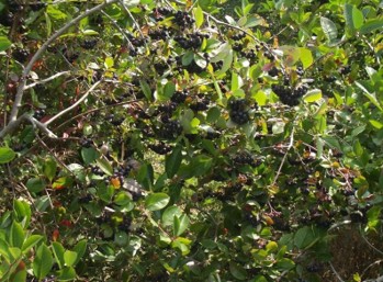 A green bush with clusters of black fruit.