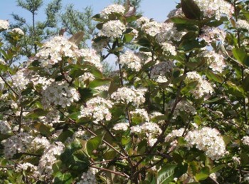 A green bush with large white flower bunches.