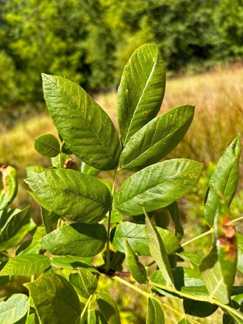 Three green leaflets on each side of the stem with a single green leaflet at the top.