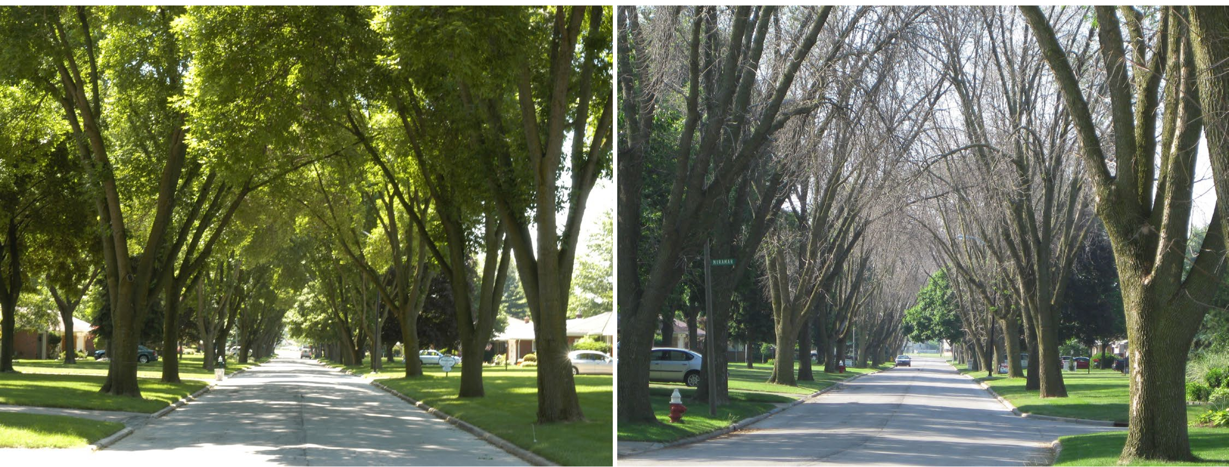 On the left picture, green and full trees lining the street. On the right picture, completely barren trees lining the same street.