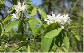 Green leaf plant with white flowers.