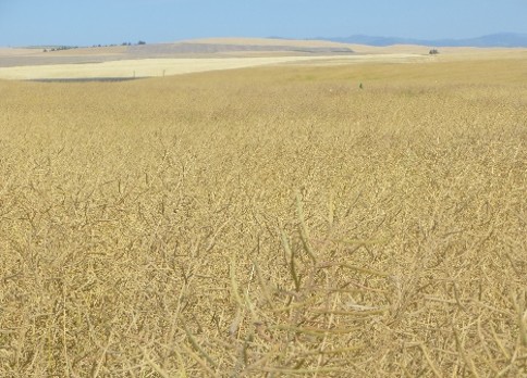 Yellow field of spring canola.