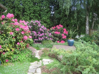 A green garden surrounds a small deck. Three large rhododendron bushes surround half the garden perimeter. Two of the three bushes carry pink flowers and sandwich the bush with purple flowers.