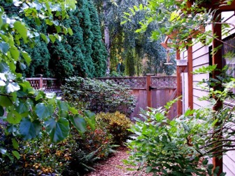 A luscious green garden of woody plants on wooden mulch in a fenced backyard.