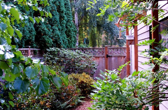 A luscious green garden of woody plants on wooden mulch in a fenced backyard.