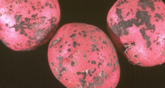 Small red potatoes with black dots on them.