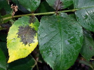 A yellowing leaf with a large black spot in the middle next to a normal rose leaf