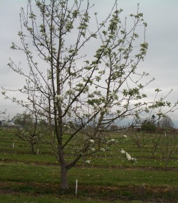 A blooming tree with white flowers but sparse leaves.