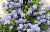 Shrub with glossy green leaves and large clusters of purple flowers.