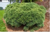 Round shrub with green-silver needles.