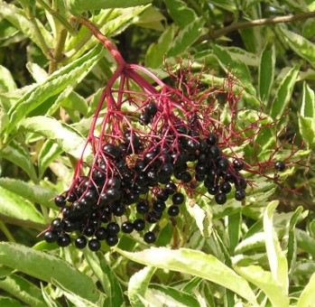 A bush with a cluster of dark blue, round berries on red stems.