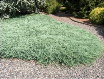 Dense Mat of blue Rug Juniper.