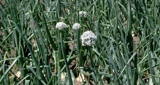 White, round flowers in a field of onion stems.