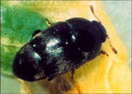 A small metallic black bug.