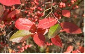 Bright red foliage with glossy red berries.