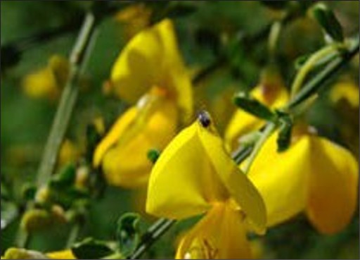 A yellow flower with sweet pea-looking petals.