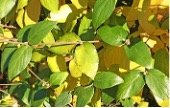 Shiny green-yellow leaves of a Burkwood Viburnum Shrub.