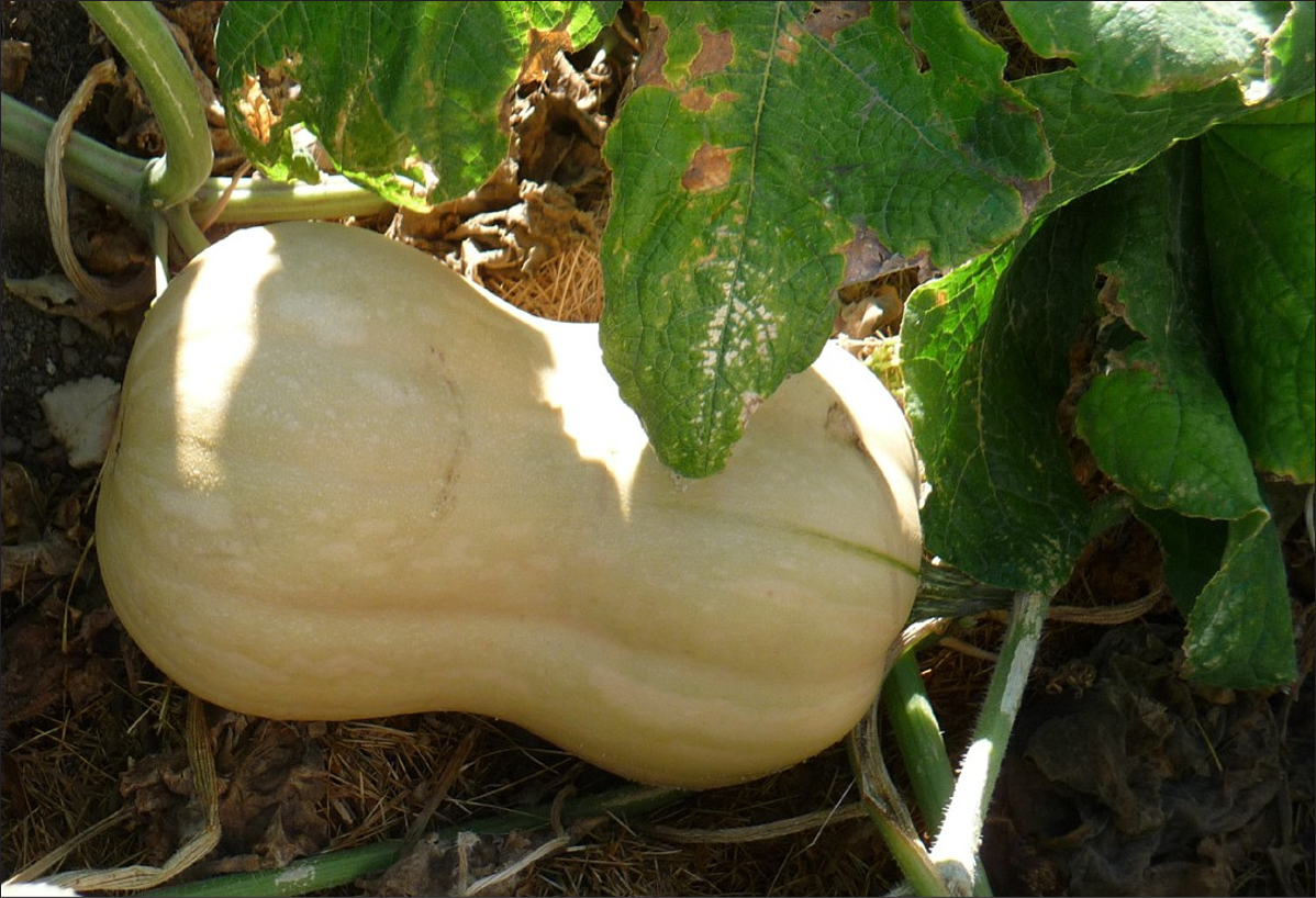 Wide, tan colored squash with bulbous pear shape.