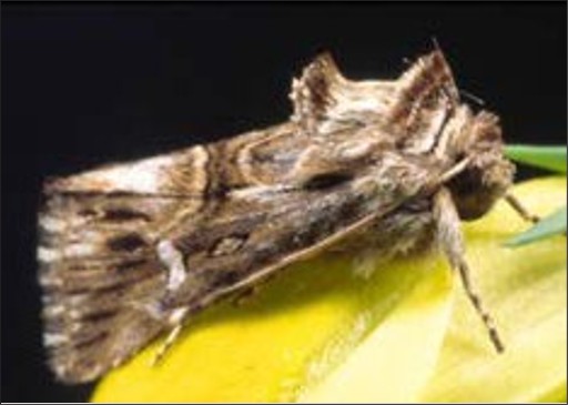 A fuzzy brown patterned moth.