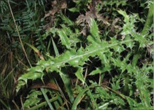 A green weed with lobed spiky leaves.