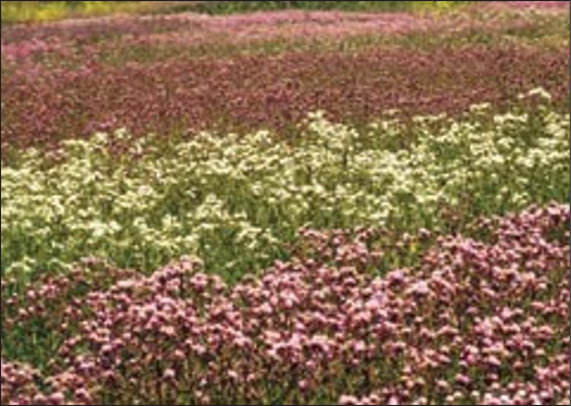 A field of purple, pink and white flowers.