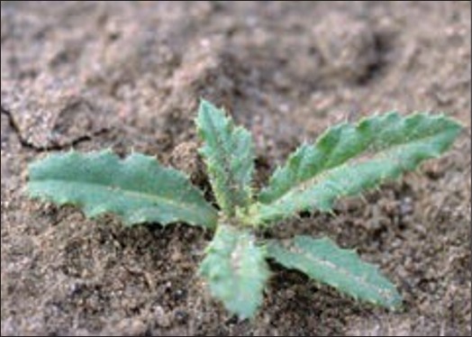 A green weed rosette with spiky lobed leaves.