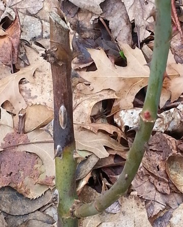 A cut rose stem that has begun browning.
