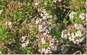 Shrub with variegated leaves and white blossoms.