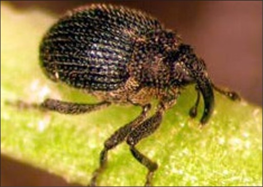 A small fuzzy brown-and-black bug.