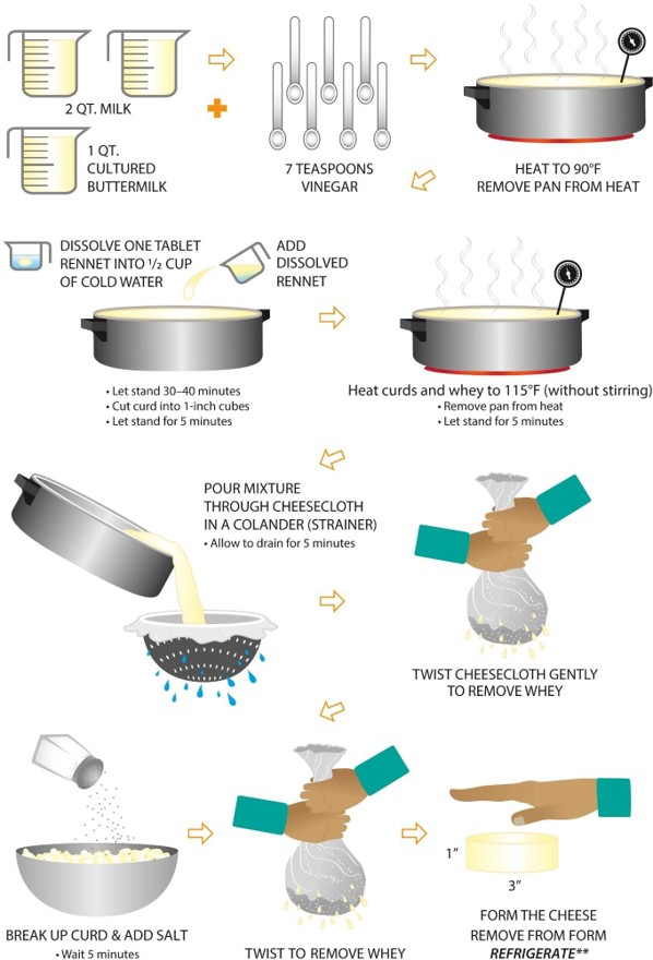 A flowchart diagram detailing the steps required to make cheese. Step one. 2 quarts of milk and 1 quart of cultured buttermilk plus 7 teaspoons of vinegar. Heat to 90 degrees Fahrenheit and remove pan from heat. Dissolve one tablet of rennet into half a cup of cold water. Add dissolved rennet into pot. Let stand for 30-40 minutes. Cut curd into 1 inch cubes. Let stand for 5 minutes. Heat curds and whey to 115 degrees Fahrenheit without stirring. Remove pan from heat. Let stand for 5 minutes. Pour mixture through cheesecloth in a colander (strainer). Allow to drain for 5 minutes. Twist cheesecloth gently to remove whey. Breakup curd and add salt. Wait 5 minutes. Twist to remove whey. Form the cheese (1 inch tall, 3 inch diameter), remove from form, and refrigerate.