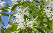 Green leaf plant with white flowers.