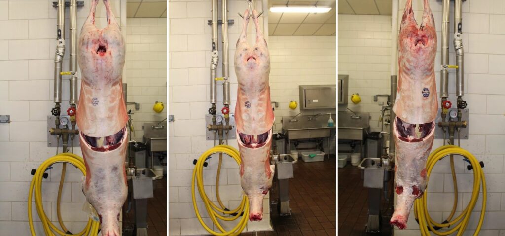 3 hanging cleaned and prepared lamb carcasses. From left to right, an example of a prime cut, a high choice cut, and a low choice cut.