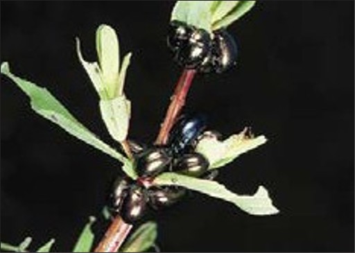 A large group of small, shiny, black beetles.