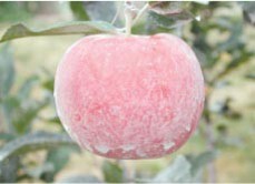 Red apple with frosted clay covering.