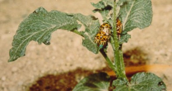 A yellow and black striped beetle on a potato leaf.
