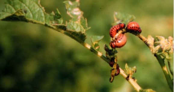 A red larvae worm with black dots on its side on a leaf.