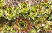 Groundcover succulent plant with rosette-shaped leaves.