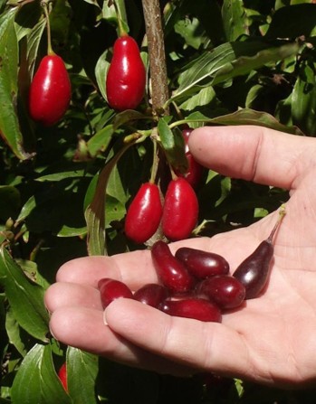 Small, oblong red berries in the palm of someone's hand, and on the tree.