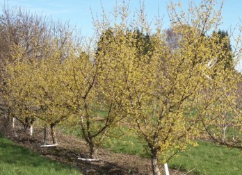 Short, yellow-flowering trees in a row.