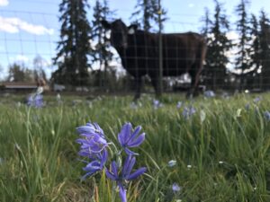 Purple flower in foreground. Fenced cow in background.