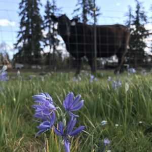 Purple flower in foreground. Fenced cow in background.